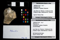 Foto (Objekt + Etikett) von Pithonoton sp.  (NHMW-GEO-1990-0041-3704)